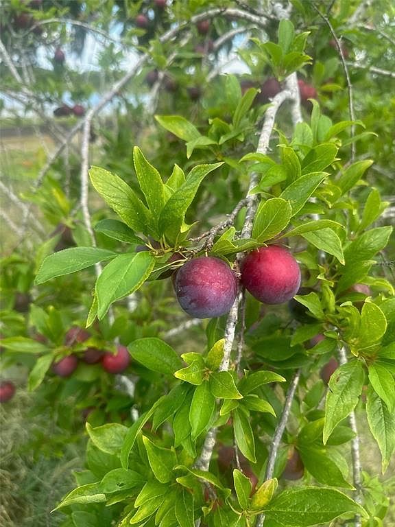 16982 SE Highway 42 Weirsdale, FL 32195  | Single Family