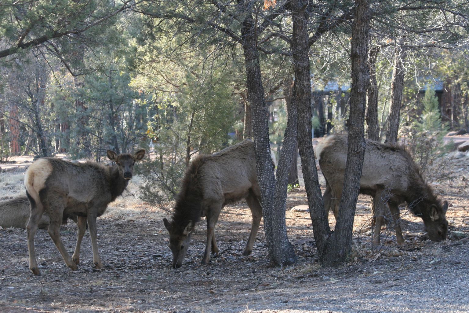 3810 N Anvil Road, Pine, AZ 85544  | Single Family