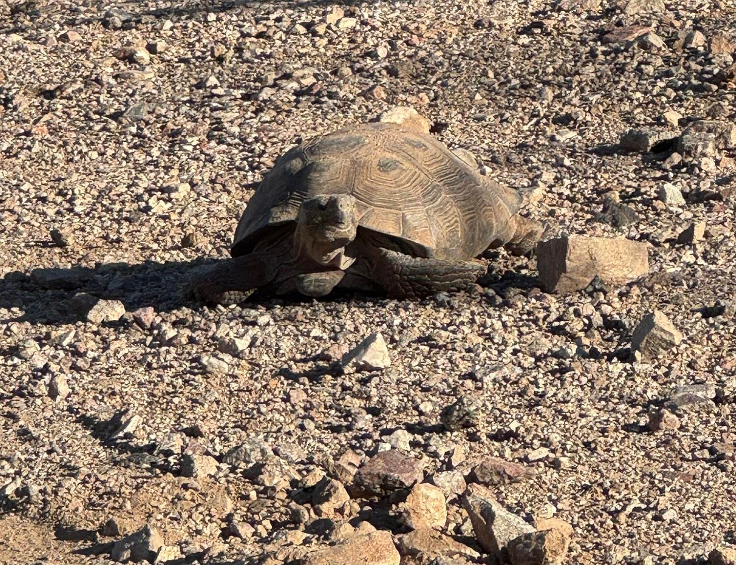 Xx00h S Blue Tank Trl Wickenburg, AZ 85390 | Land/Lot