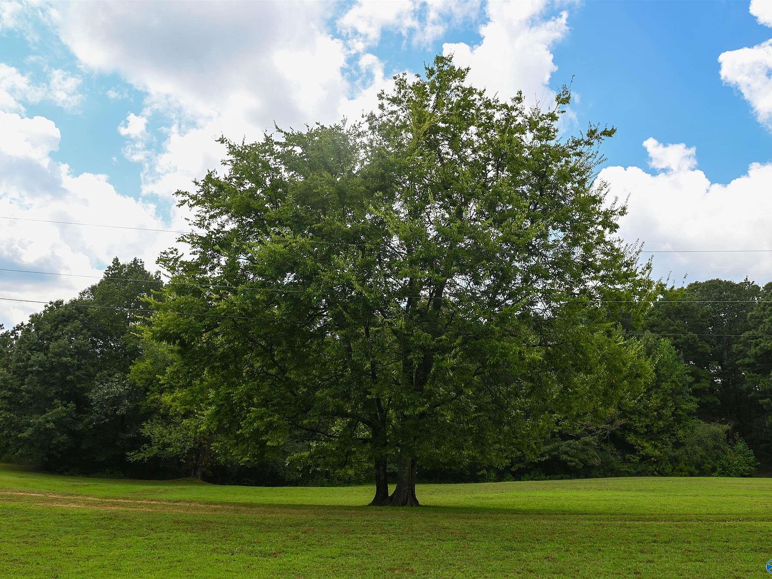 560 Phillips Dr Oneonta, AL 35121  | Single Family