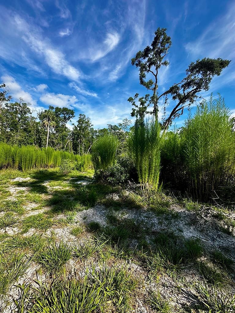 NE 249th Ave Old Town, FL 32680  | Land/Lot