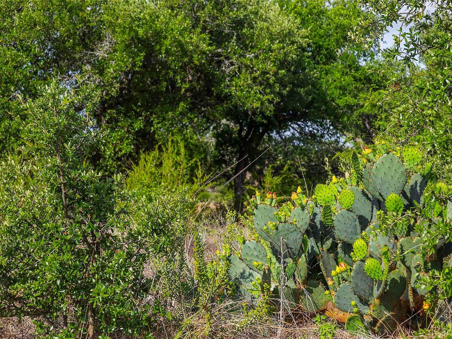 LOT 50 Mountain Laurel Ln Spicewood, TX 78669  | Land/Lot