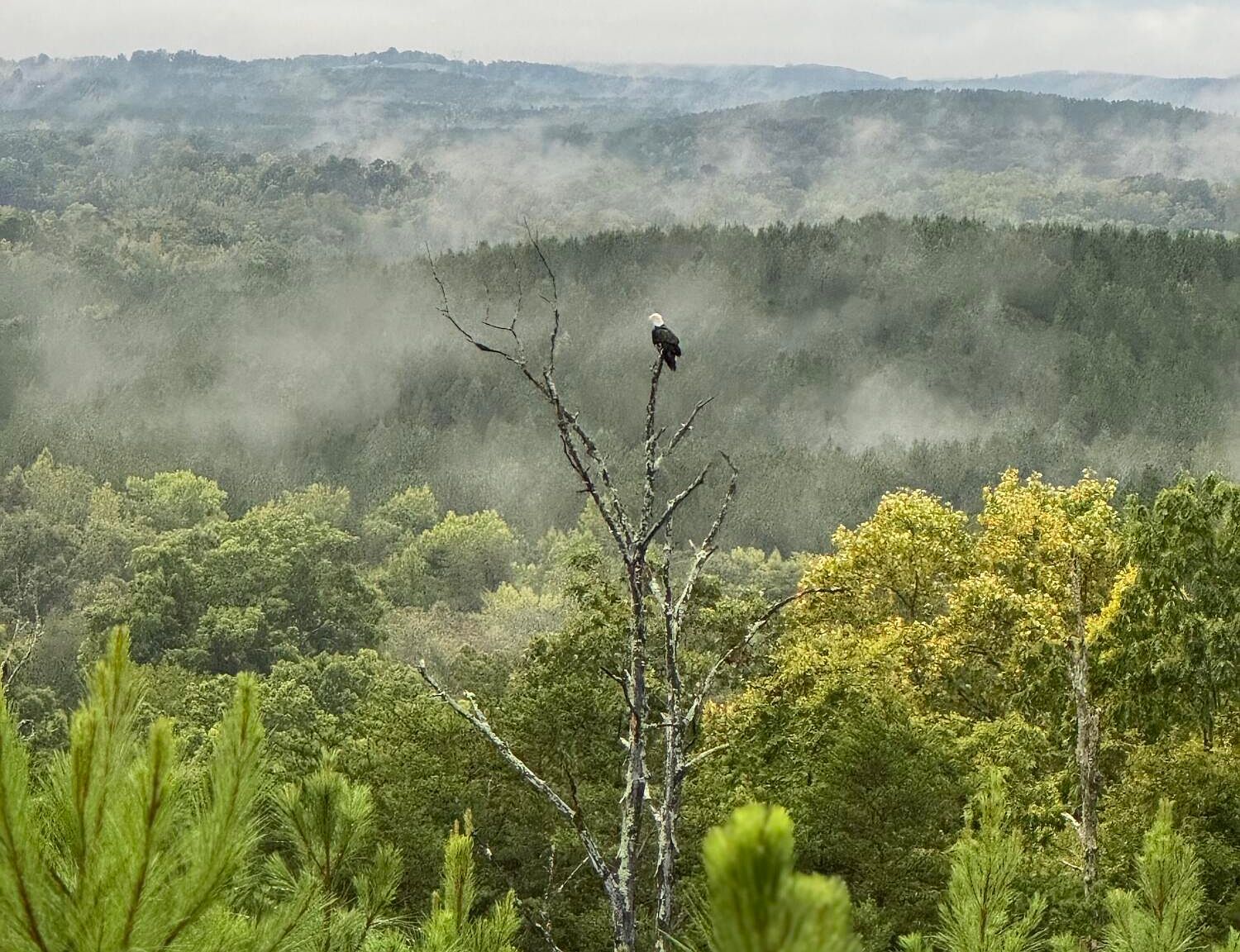 4875 New Union Rd Dayton, TN 37321 | Land/Lot