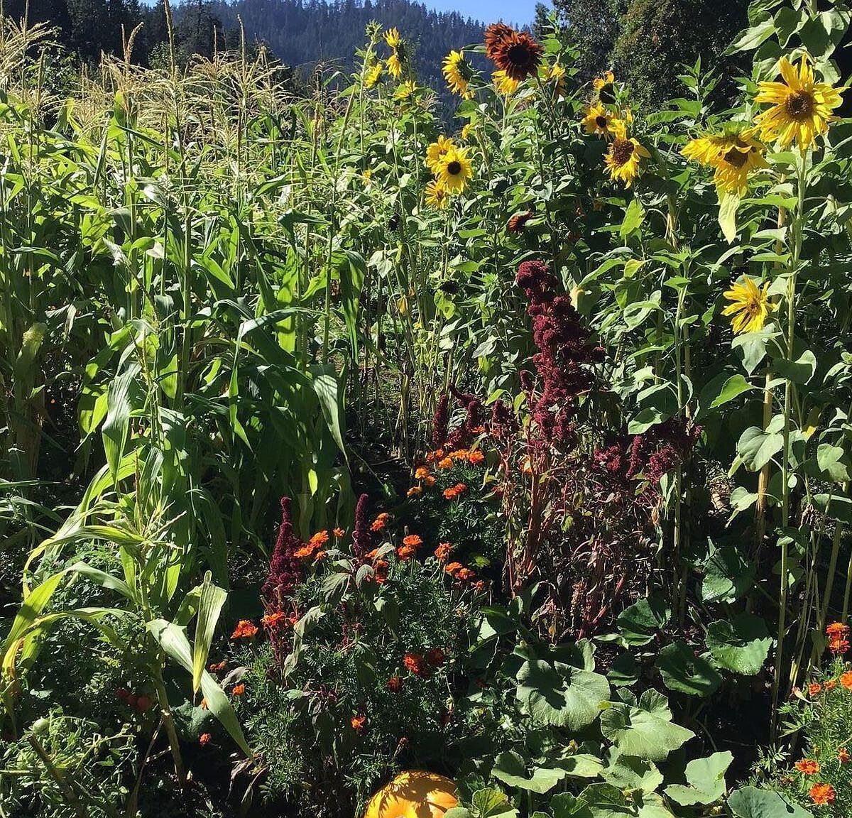 200 Humphrey Addition Rd Glendale, OR 97442 | Land/Lot