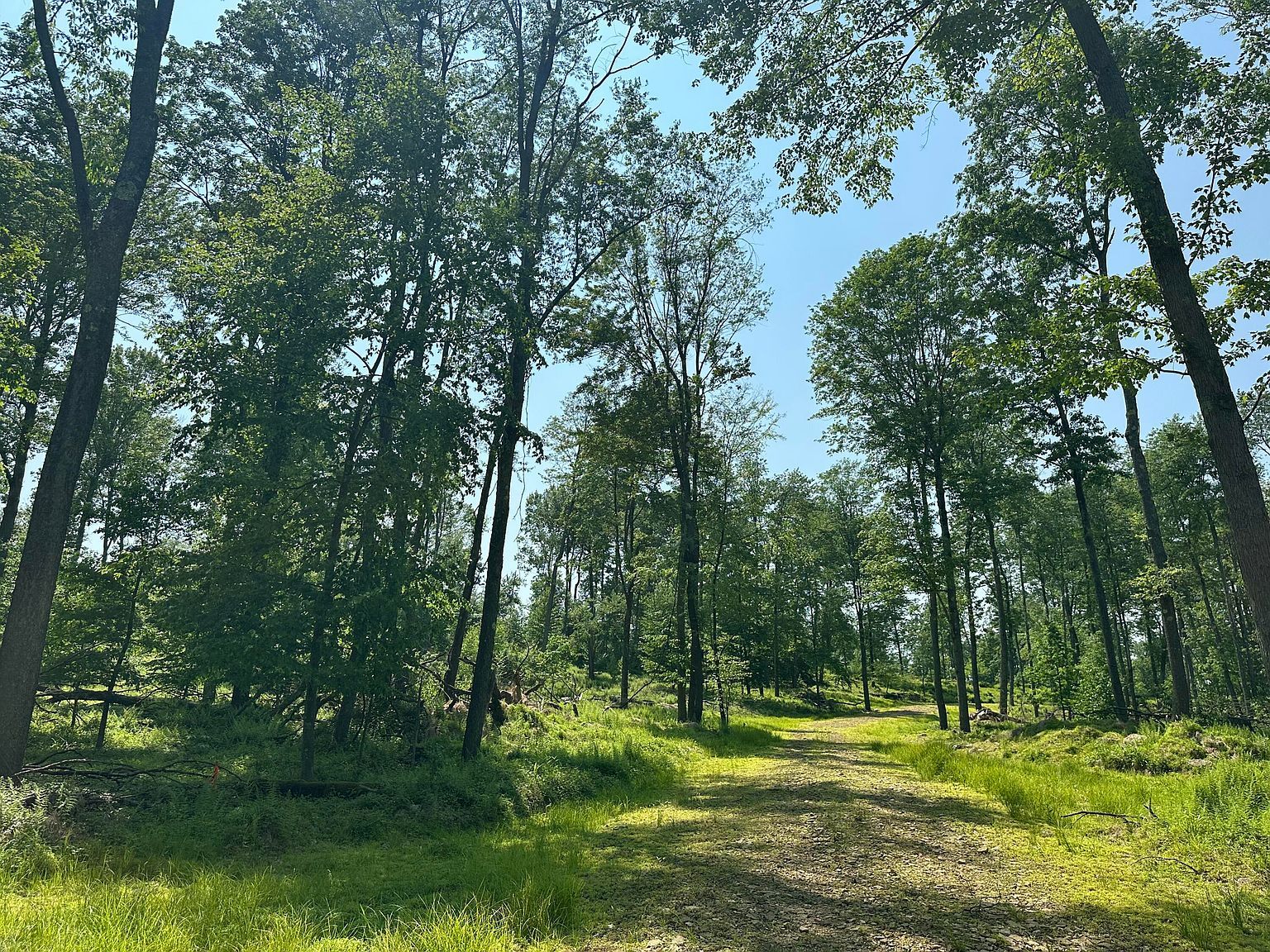 6B Turkey Hollow Rd Sigel, PA 15860  | Land/Lot