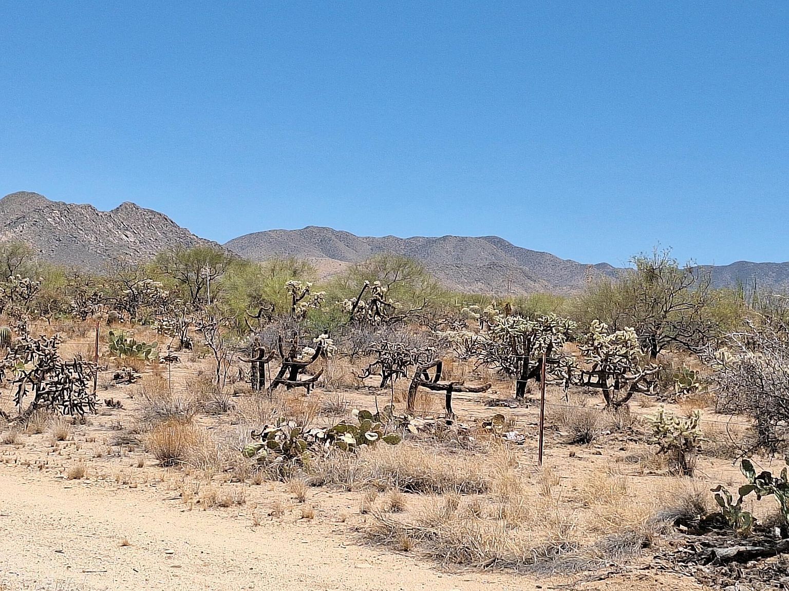 14454 S Ezra Pl #360 Tucson, AZ 85736 | Land/Lot