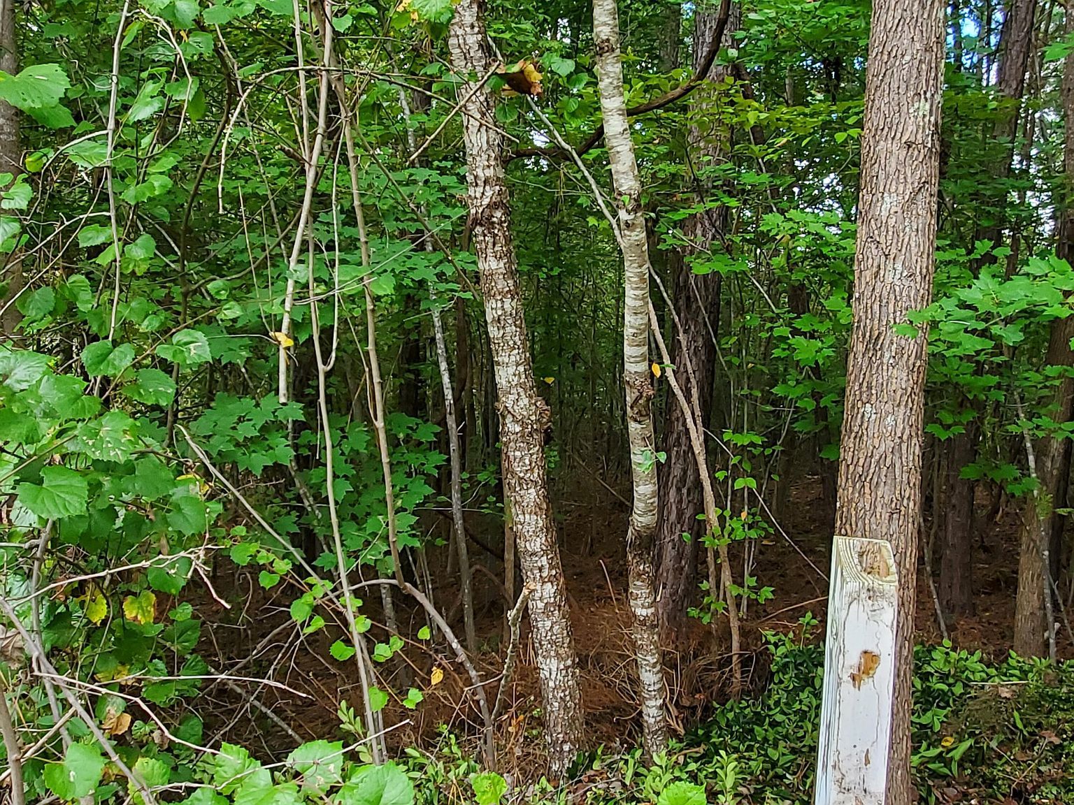 774 Golfers Vw #606 Pittsboro, NC 27312  | Land/Lot