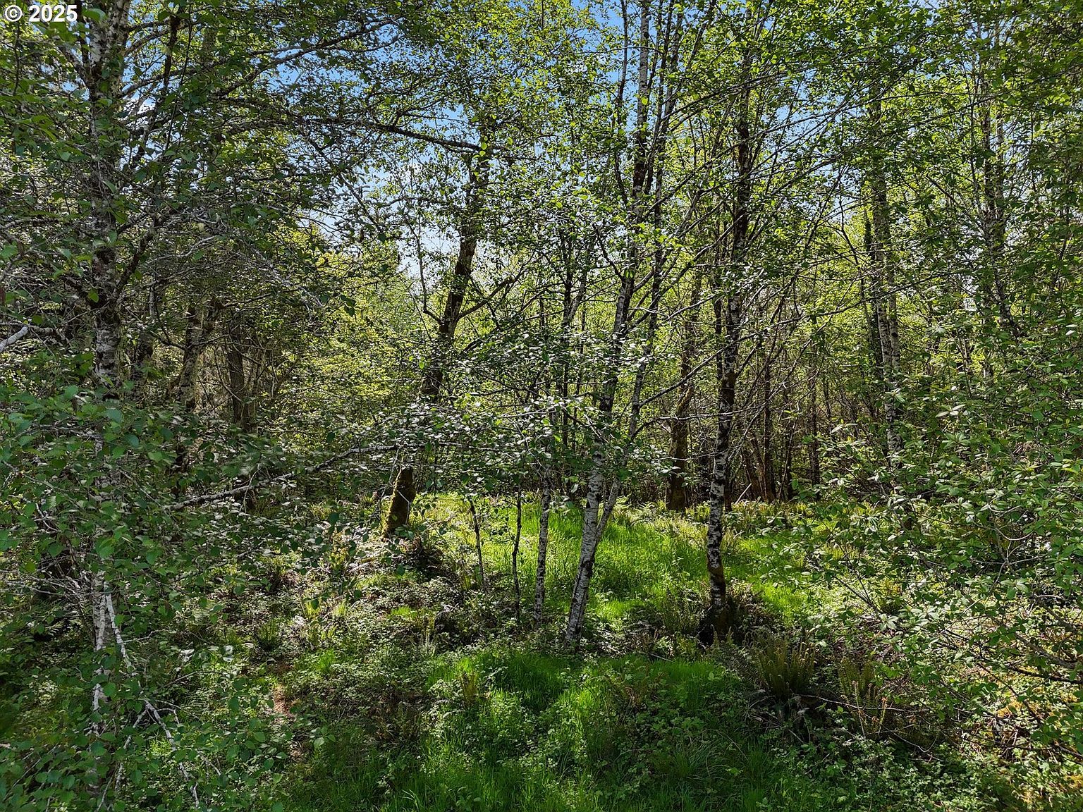1420 Raymond South Bend Rd Raymond, WA 98577 | Land/Lot