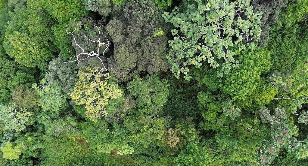 Cam La Vega Orocovis, PR 00720  | Land/Lot