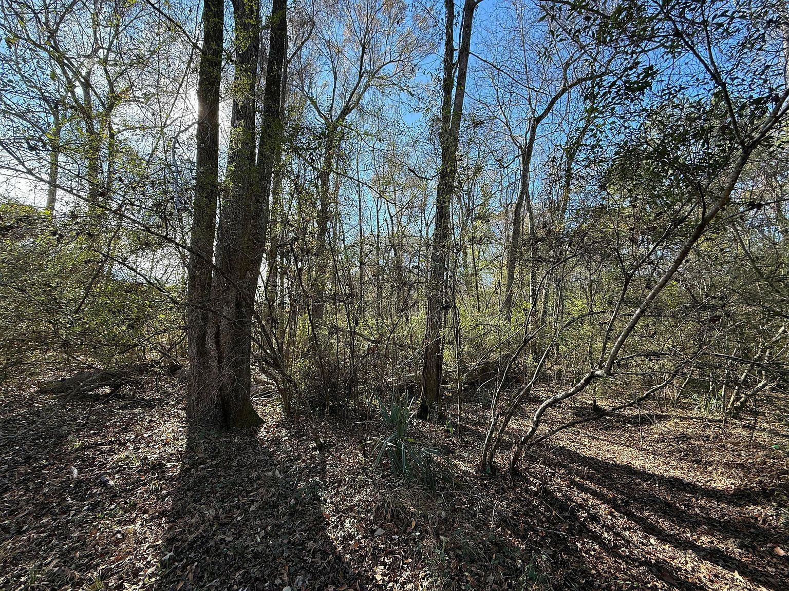 0 Cameron Dr Ridgeville, SC 29472  | Land/Lot