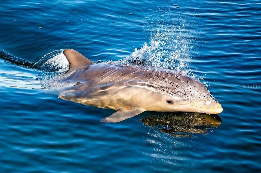 4310 Falmouth Dr Unit 102 Longboat Key, FL 34228 | Condominium