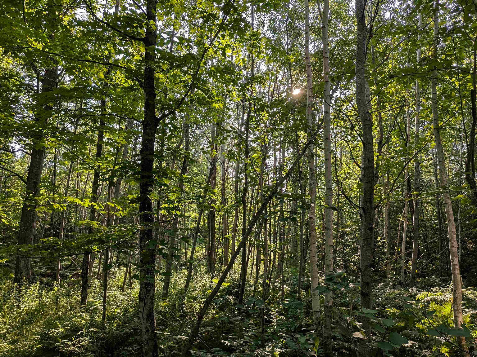 On State Hwy #13 Pt Wing, WI 54865  | Land/Lot