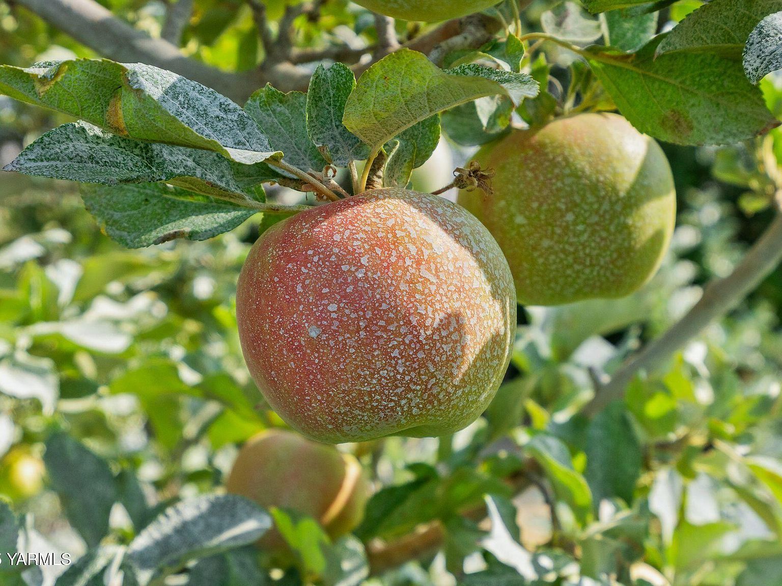 Nka Jones Riggs Rd Wapato, WA 98951 | Land/Lot