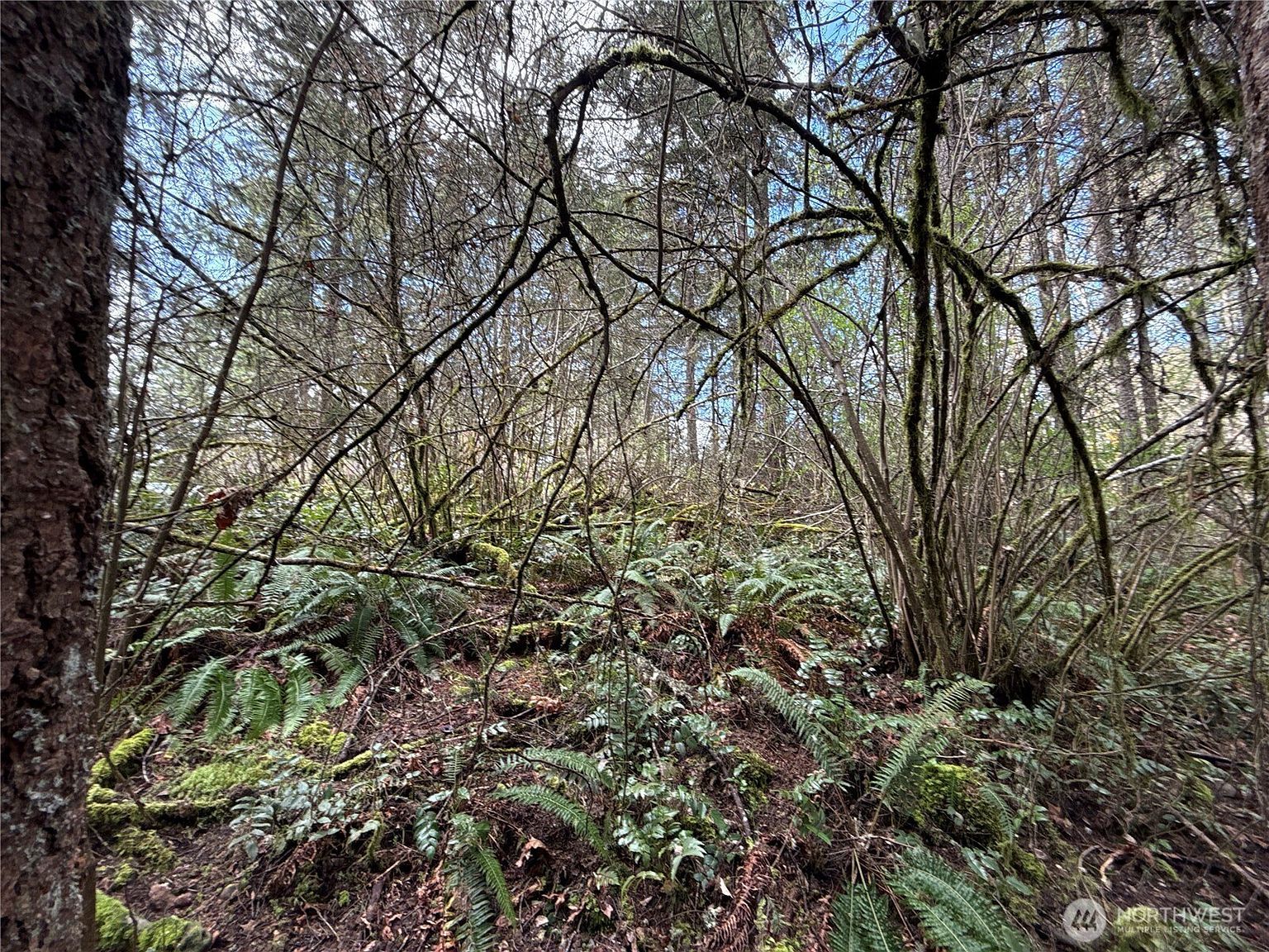 17636 E Clear Lake Blvd SE Yelm, WA 98597 | Land/Lot