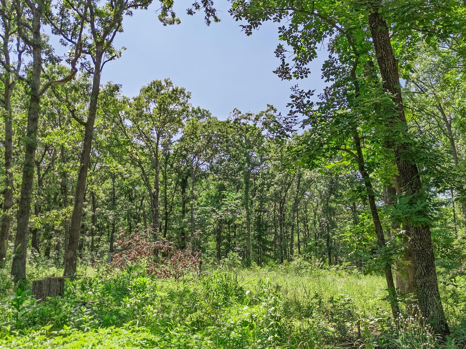 20476 E 1700th Rd Fair Play, MO 65649  | Land/Lot