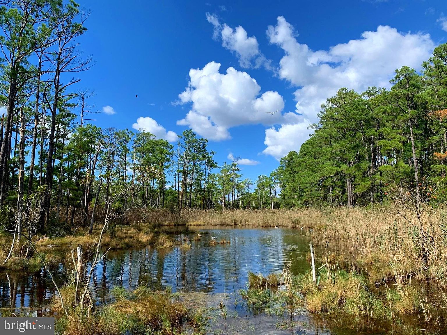 1907 Bishops Head Rd Toddville, MD 21672 | Land/Lot