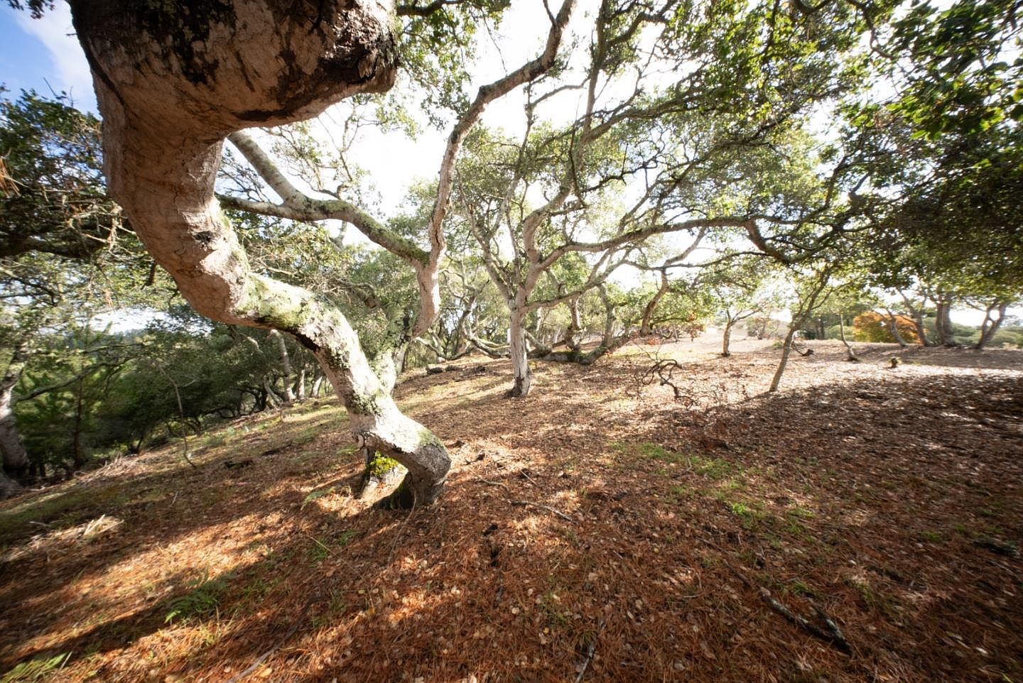 18221 Berta Canyon Rd Salinas, CA 93907  | Land/Lot