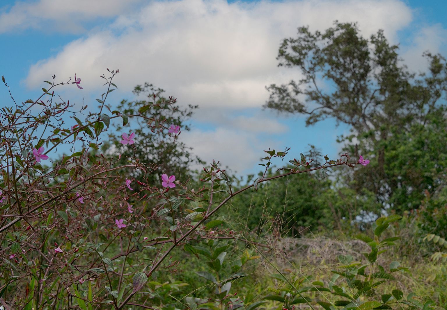 76-1302 Waiono Rnch #1 Holualoa, HI 96725 | Land/Lot