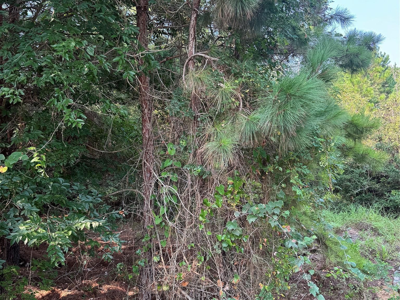 131 Nakalele Ln Bastrop, TX 78602  | Land/Lot