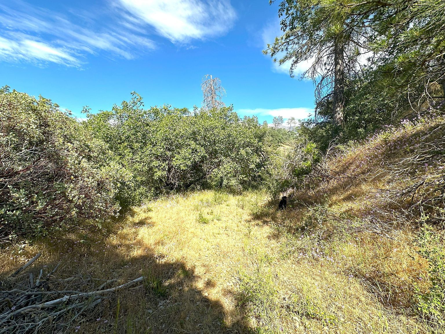 LOT 7 Pine Flat Dr California Hot Springs, CA 93207 | Land/Lot