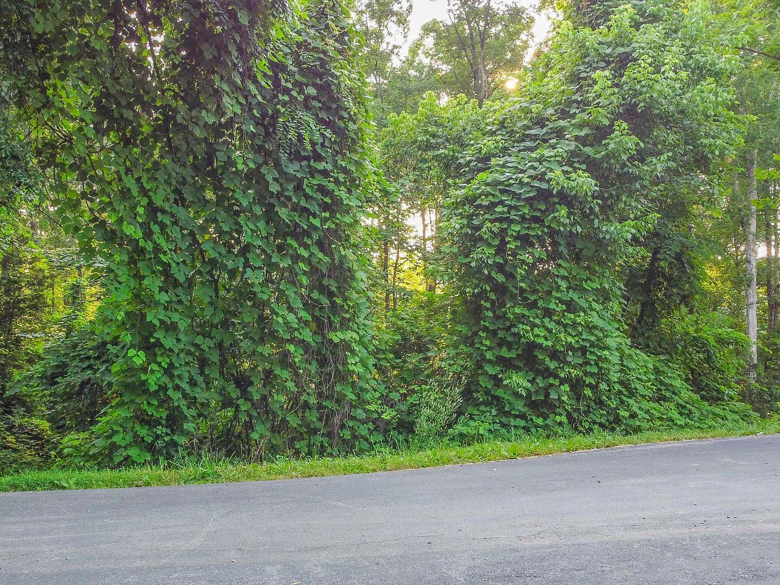 130 Nuhya Way Tellico Plns, TN 37774  | Land/Lot