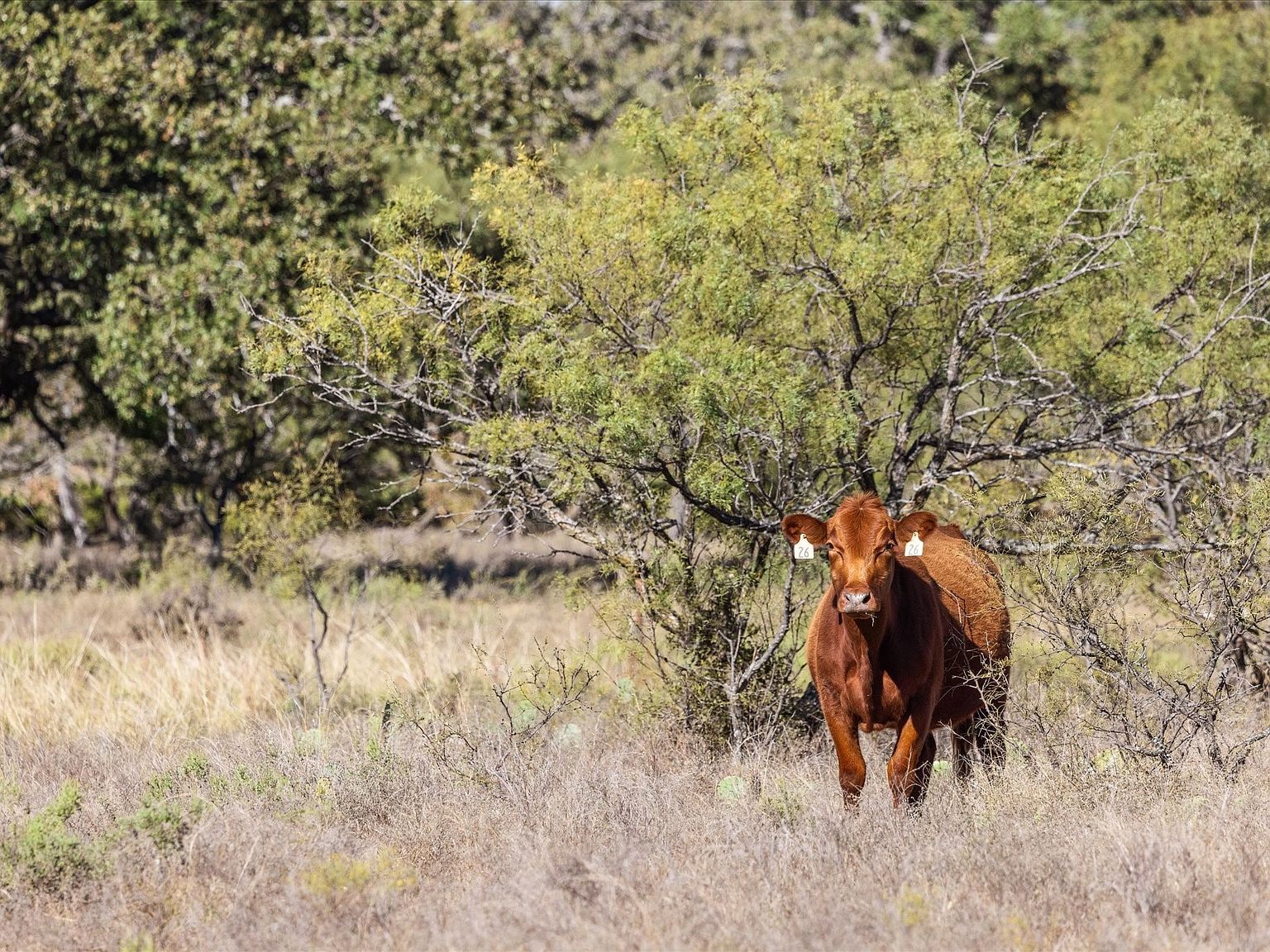 Berry Dairy Rd Bryson, TX 76427  | Land/Lot