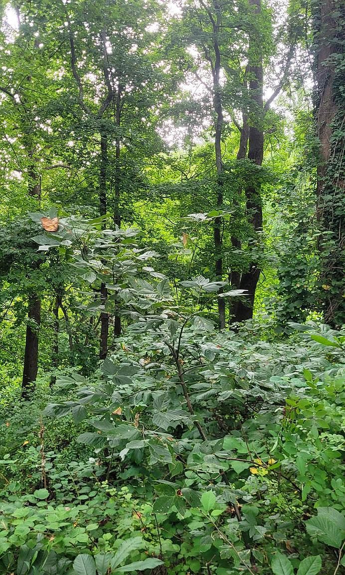 6281 Franklin Gibson Rd Tracys Landing, MD 20779  | Land/Lot