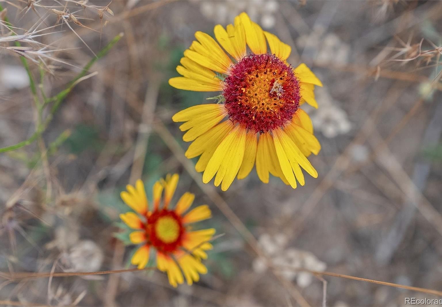 1162 Swede Gulch Rd LOT 1 Evergreen, CO 80439  | Land/Lot