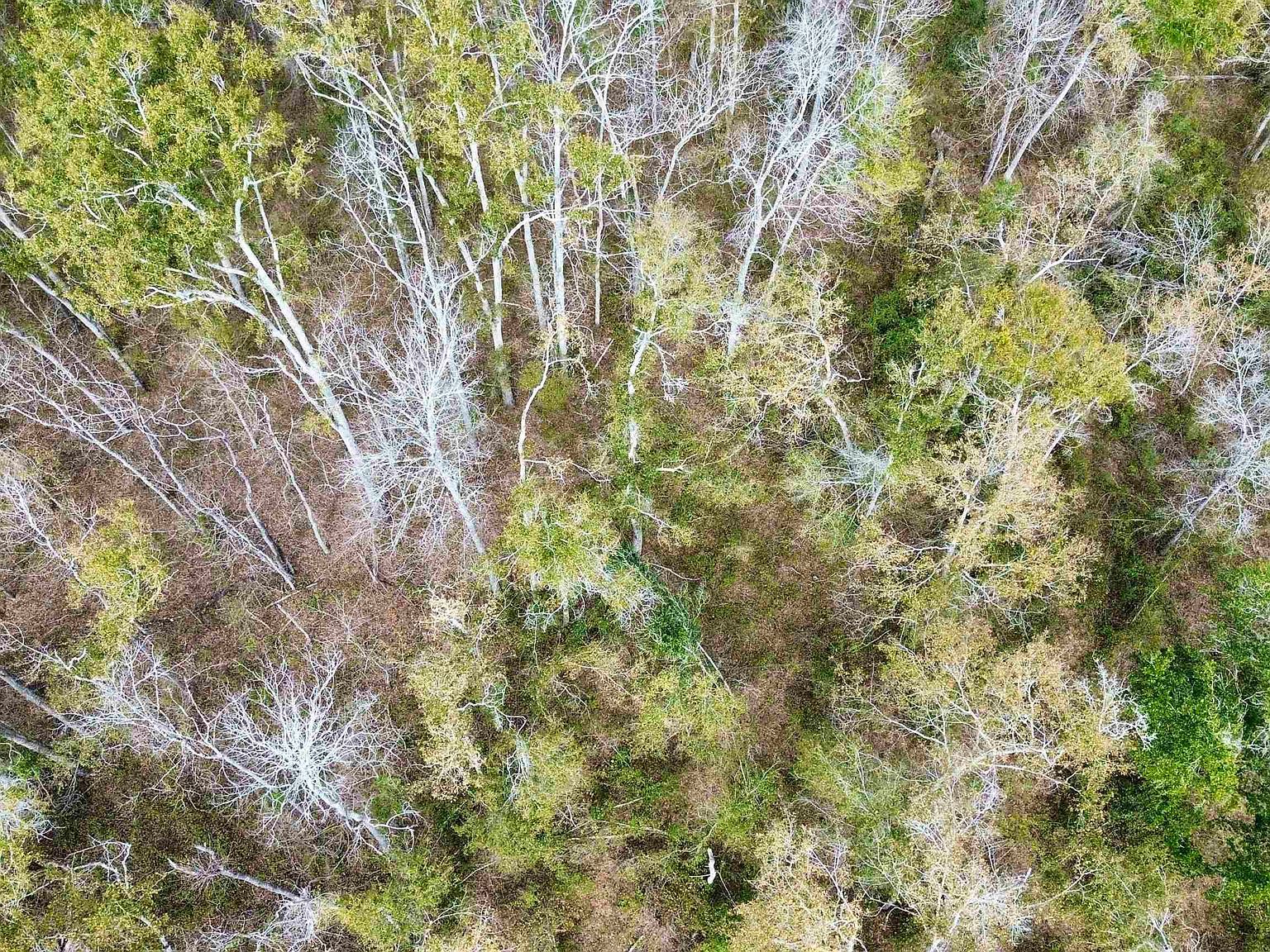 Vacant Ne Bush Way Madison, FL 32340  | Land/Lot