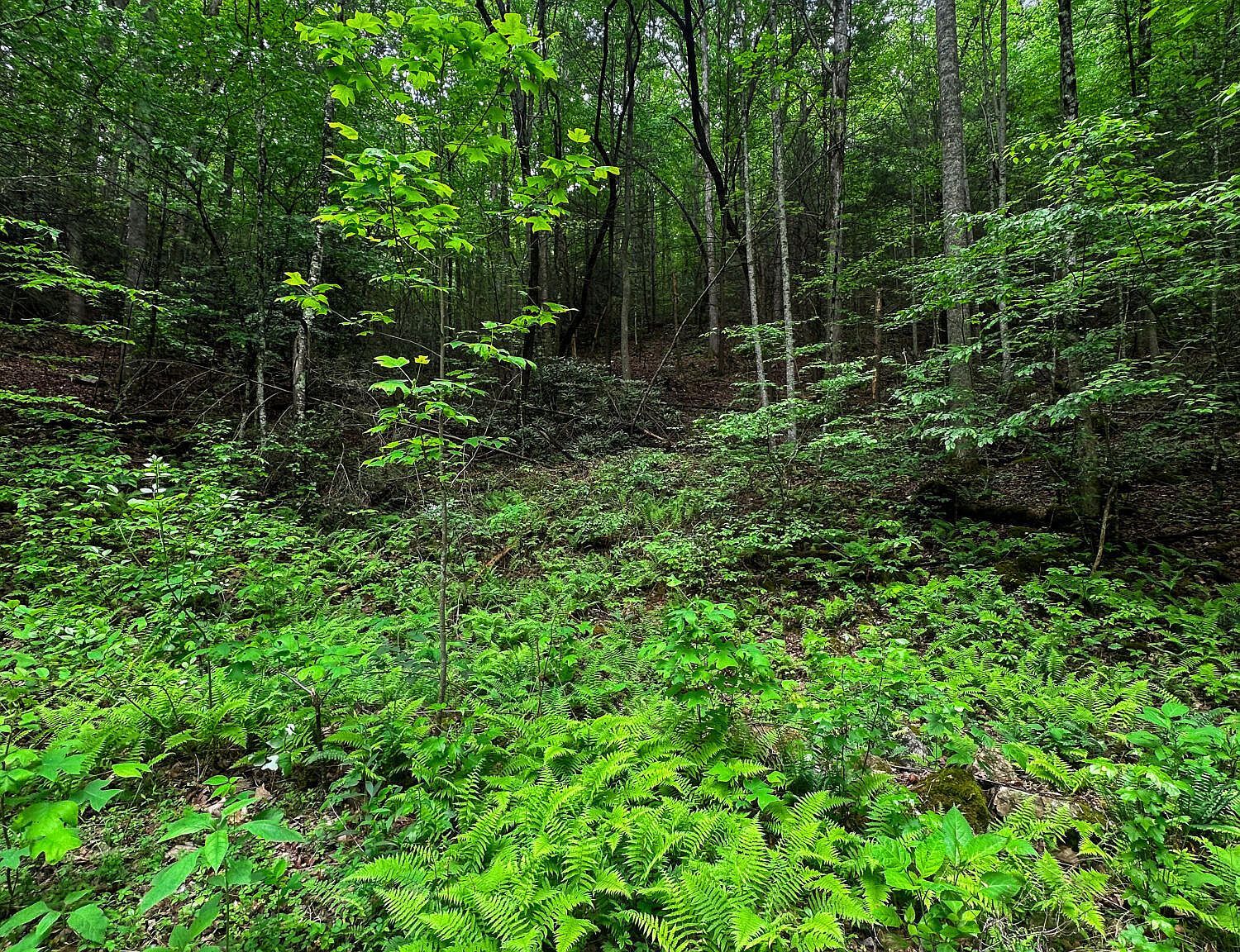 Paint Mountain Rd Greeneville, TN 37743  | Land/Lot