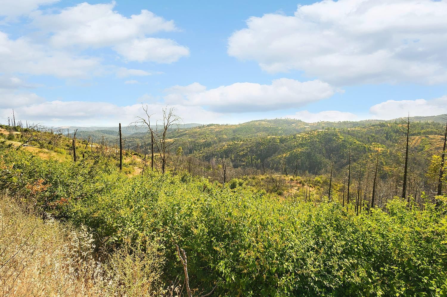 Pine Tree Ln Berry Creek, CA 95916  | Land/Lot