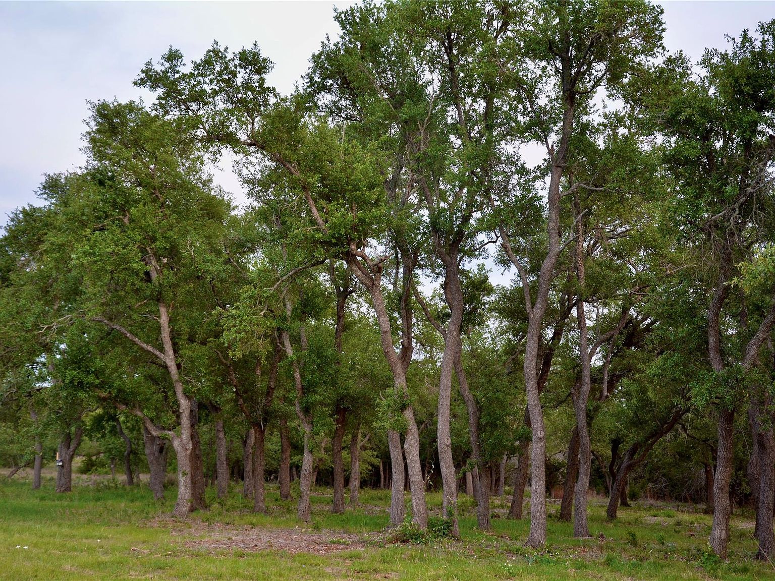 201 Medlin Creek Loop Dripping Springs, TX 78620  | Land/Lot