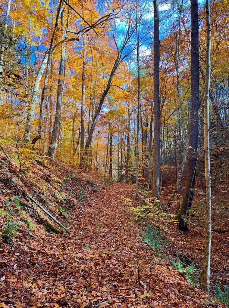 700 Ellison School Rd Camp Creek, WV 25820 | Land/Lot