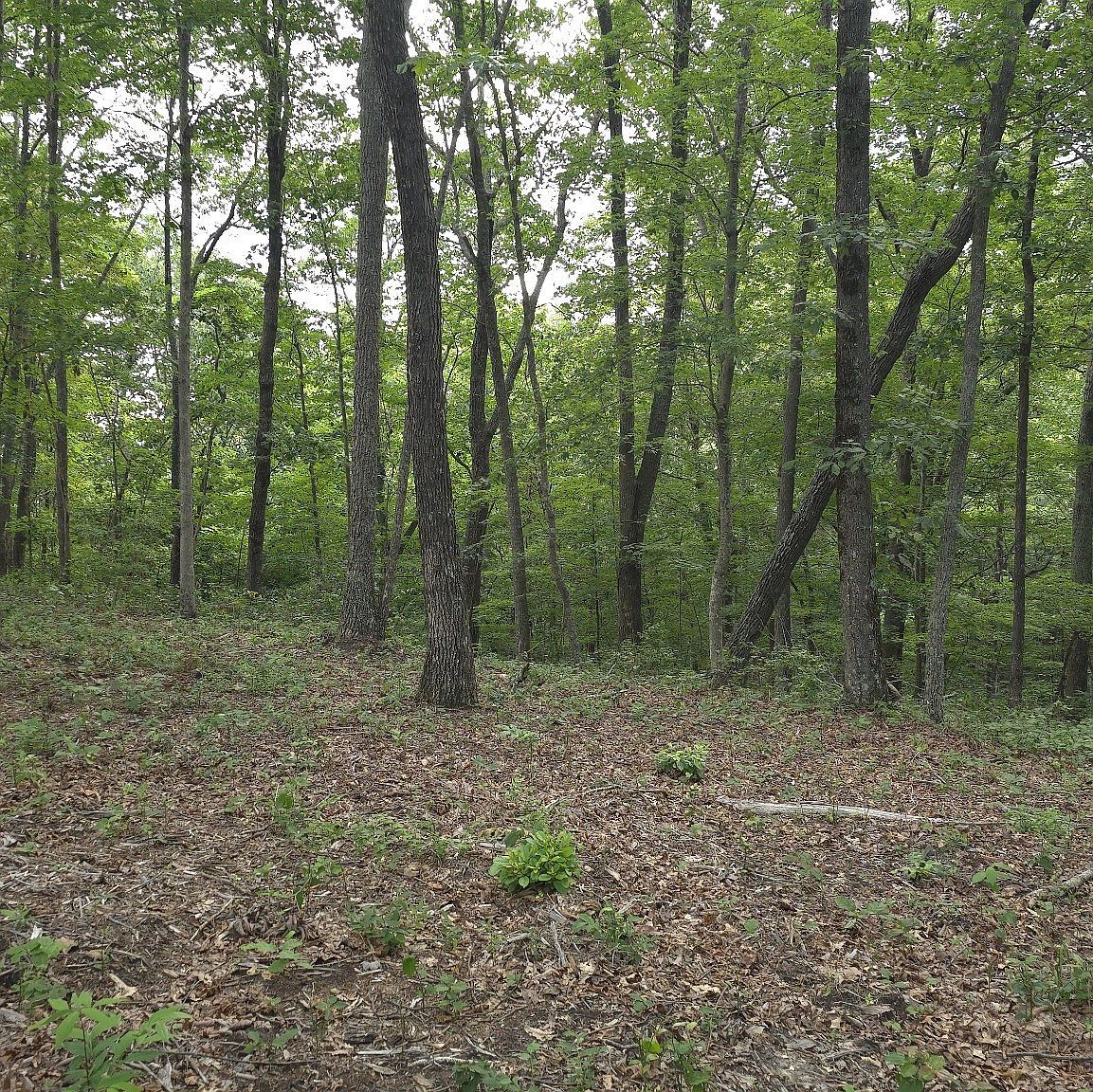0 Bluff Ln Lot 106 Spencer, TN 38585 | Land/Lot