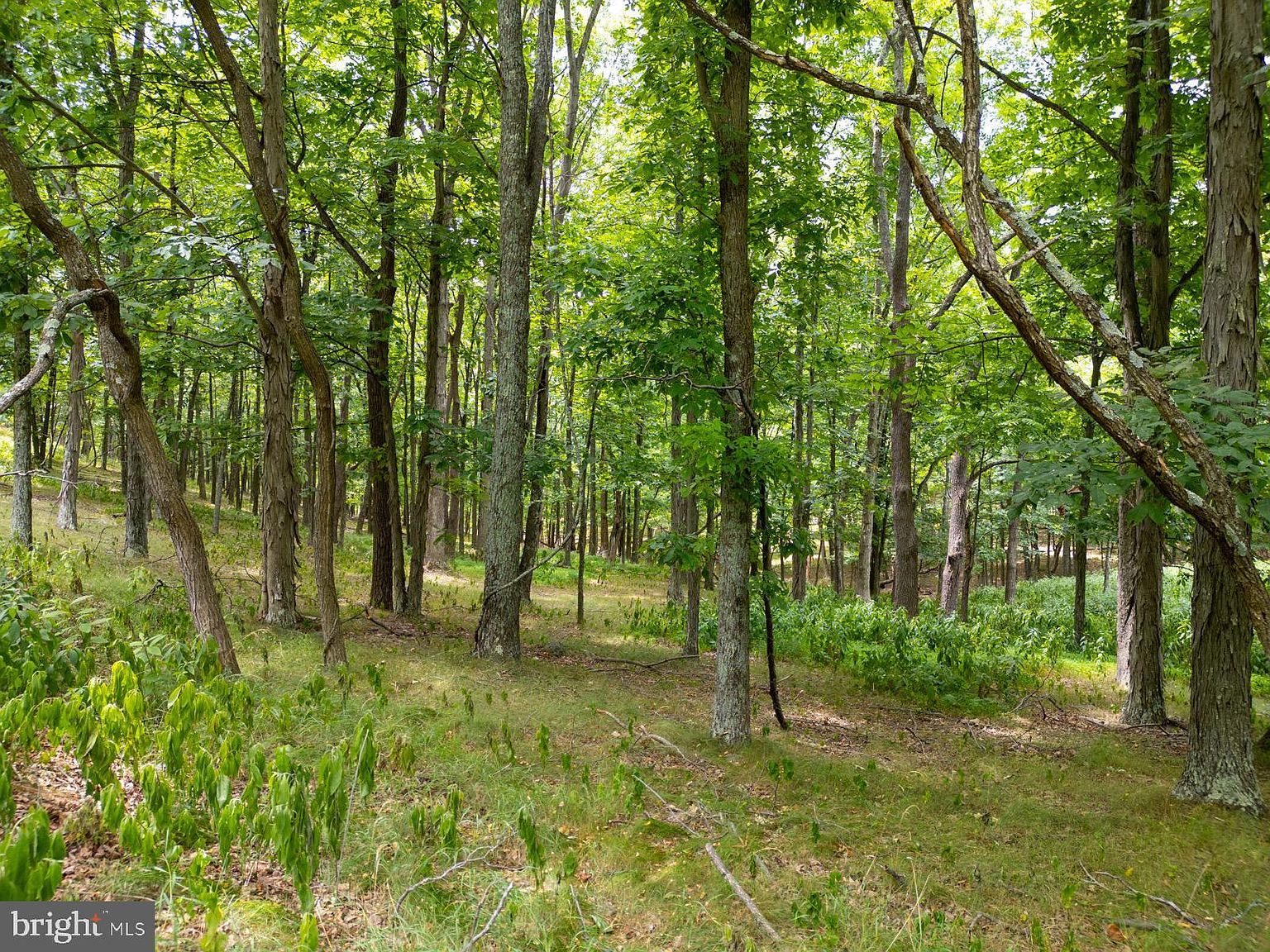 55 & 56 Sarah Lincoln Dr New Creek, WV 26743 | Land/Lot