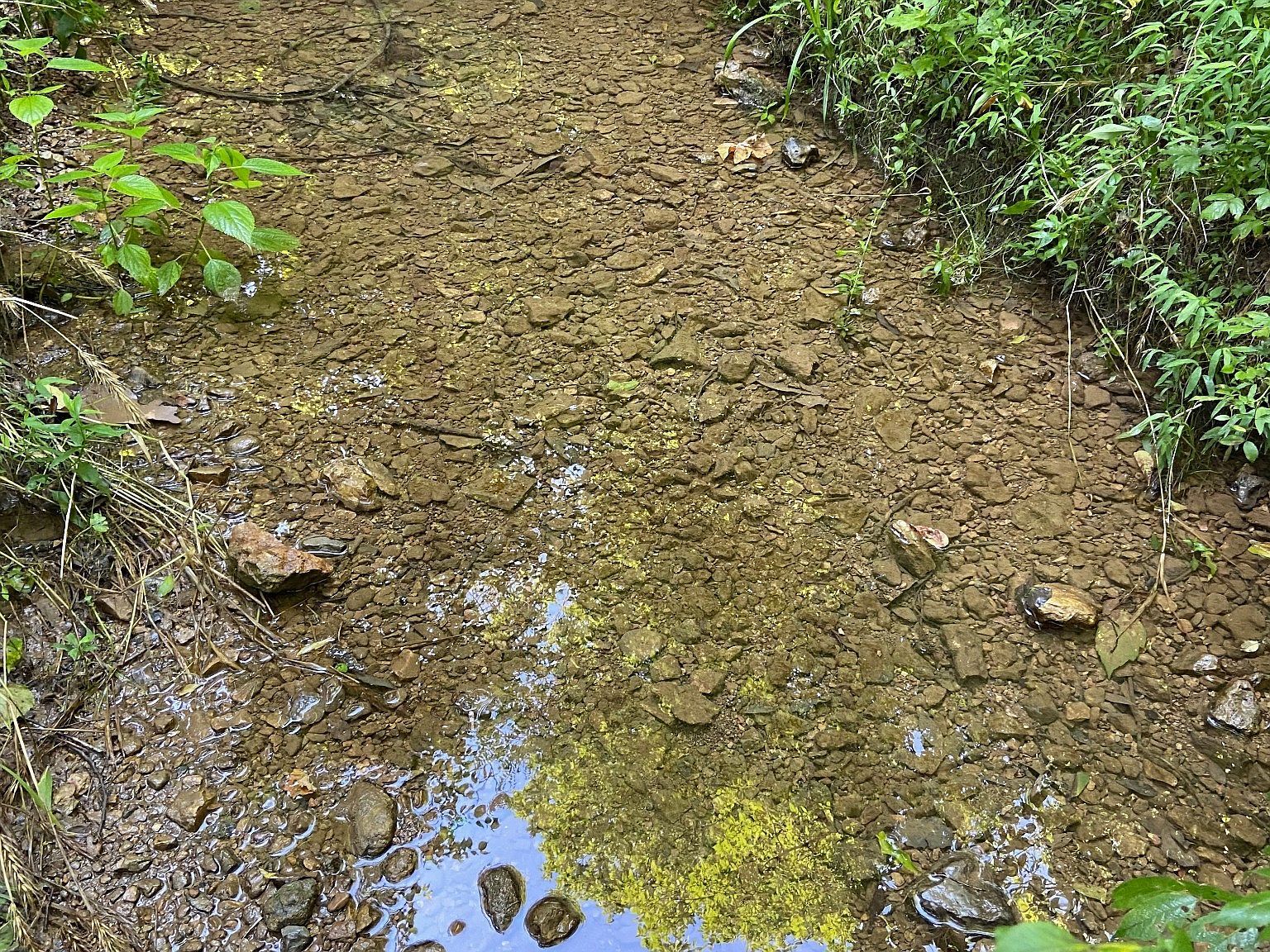 3147 Dale Ridge Rd Dowelltown, TN 37059  | Land/Lot