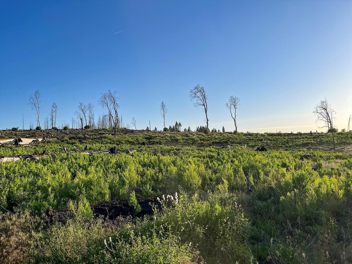 2157 Backwoods Trl Grizzly Flats, CA 95636 | Land/Lot