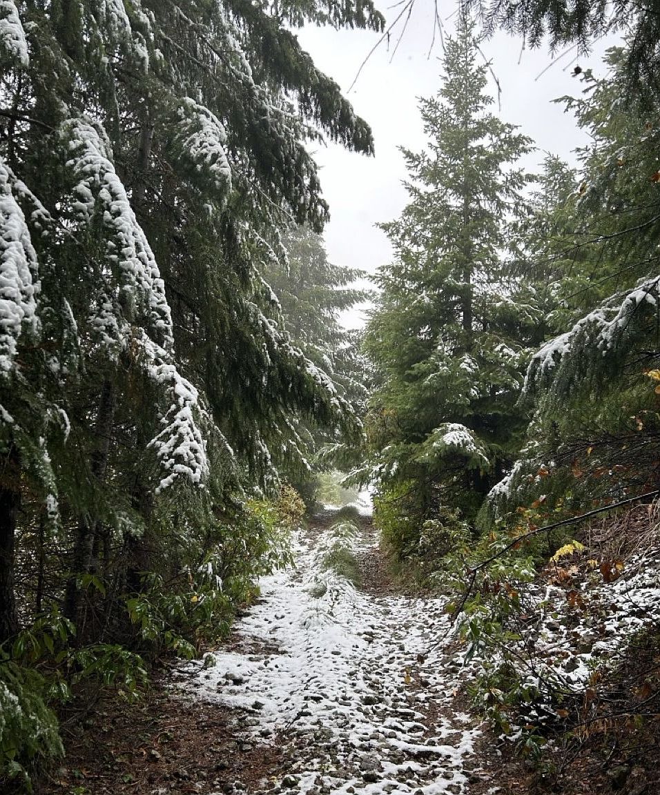 0 Calapooia Rd Sweet Home, OR 97386  | Land/Lot