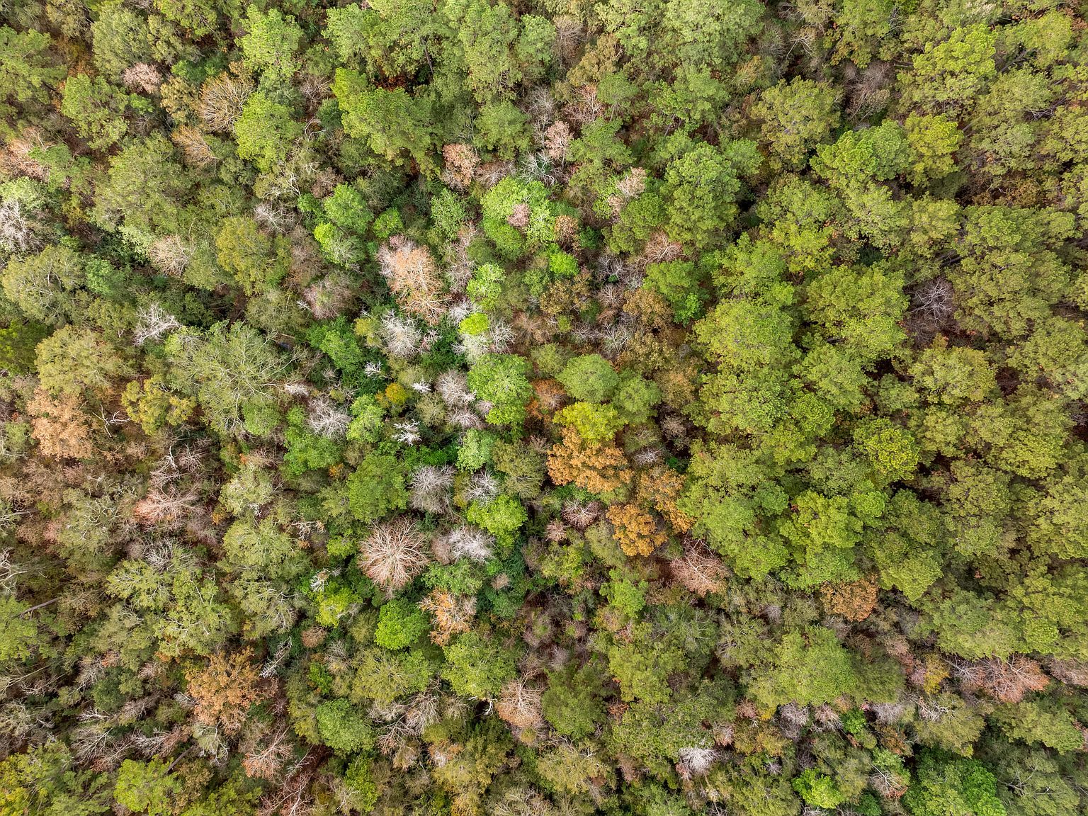 0 State Highway 11 Moselle, MS 39459 | Land/Lot