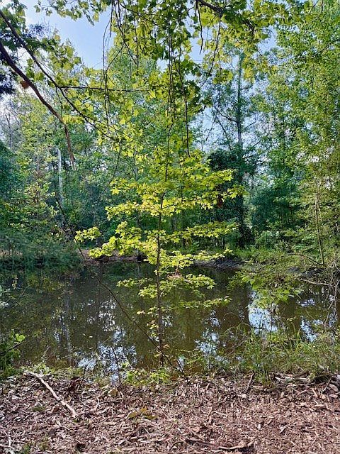 359-2 Mallard St Hemphill, TX 75948  | Land/Lot