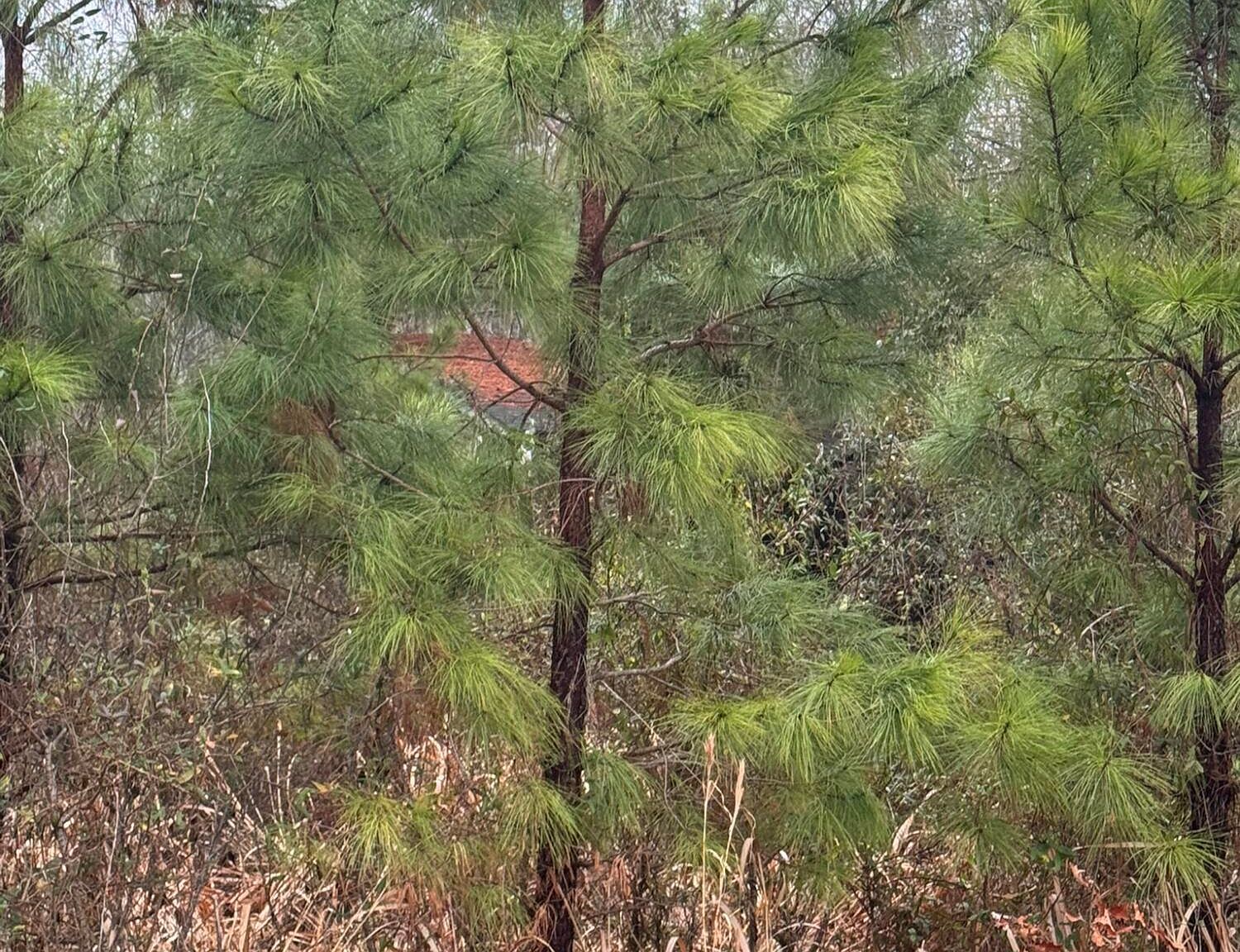 894 Swamp Rd Pantego, NC 27860 | Land/Lot