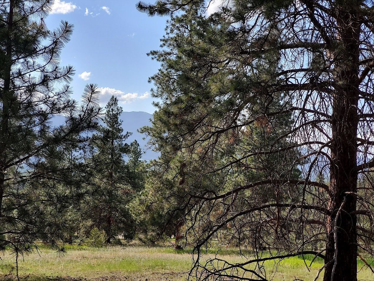 4784 Cameron Rose Ln Stevensville, MT 59870  | Land/Lot