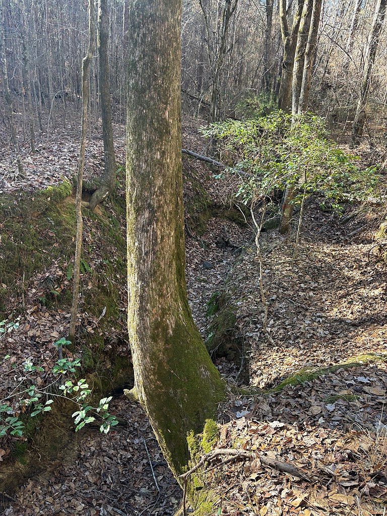 0 Geneva Hwy Talbotton, GA 31827  | Land/Lot