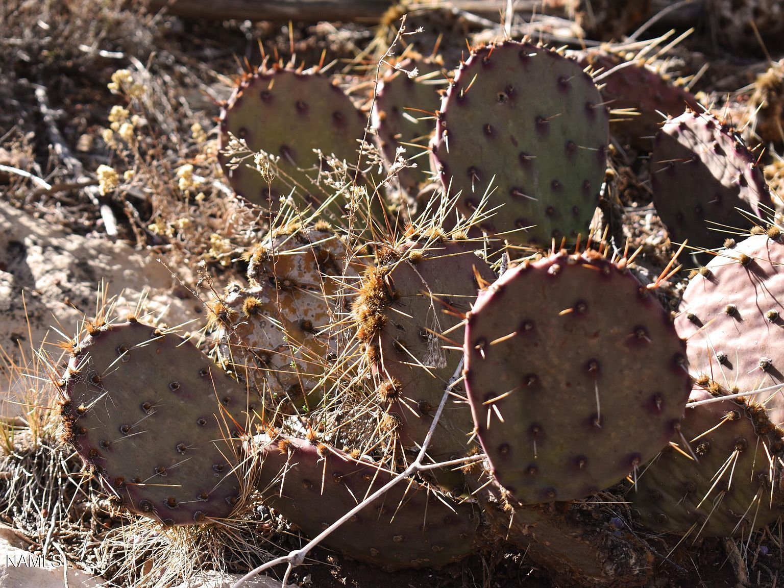 4367 Sunset Ridge Loop Happy Jack, AZ 86024 | Land/Lot