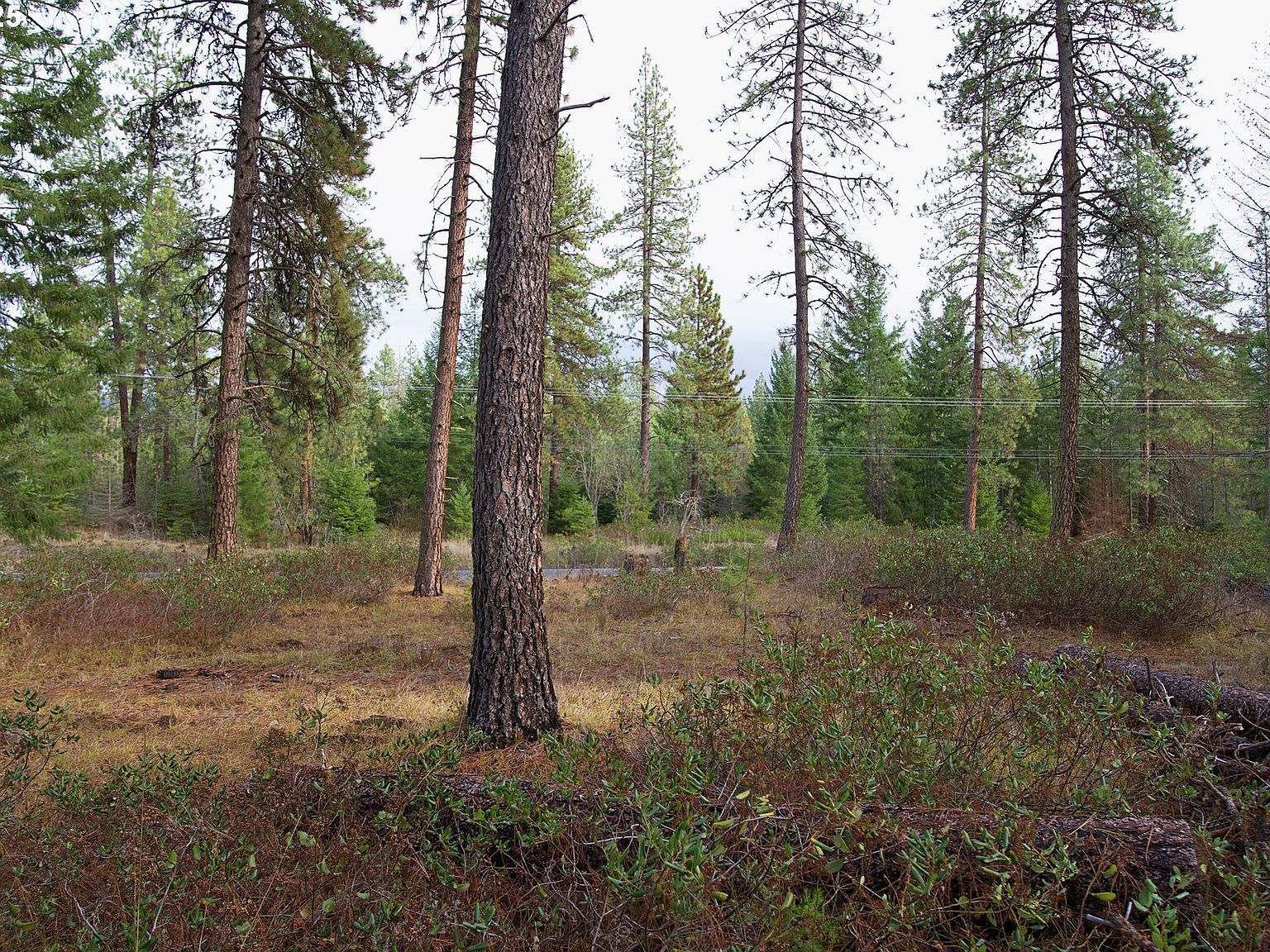 Lonesome Pines Dr #4 Trout Lake, WA 98650  | Land/Lot