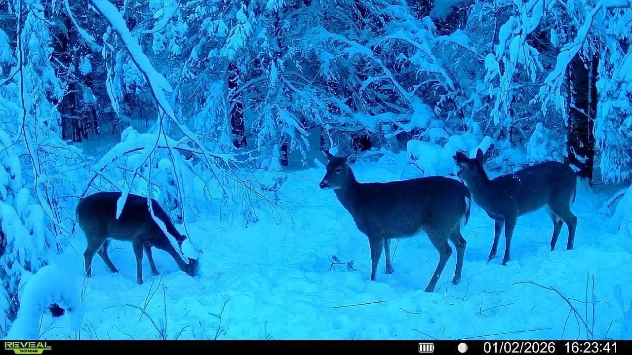 N3547 Cth D Brantwood, WI 54513  | Land/Lot