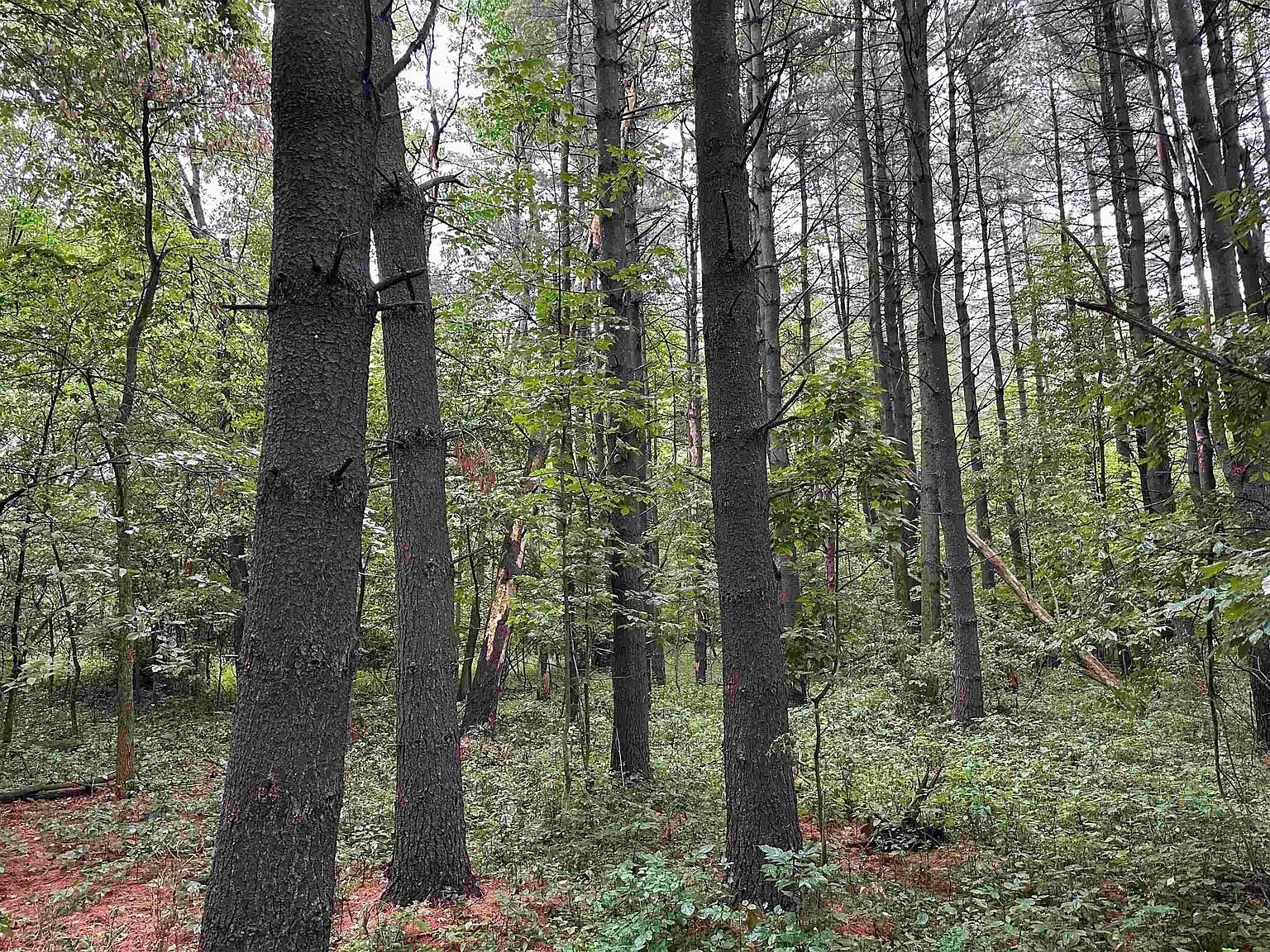 May Rd Potsdam, NY 13676  | Land/Lot