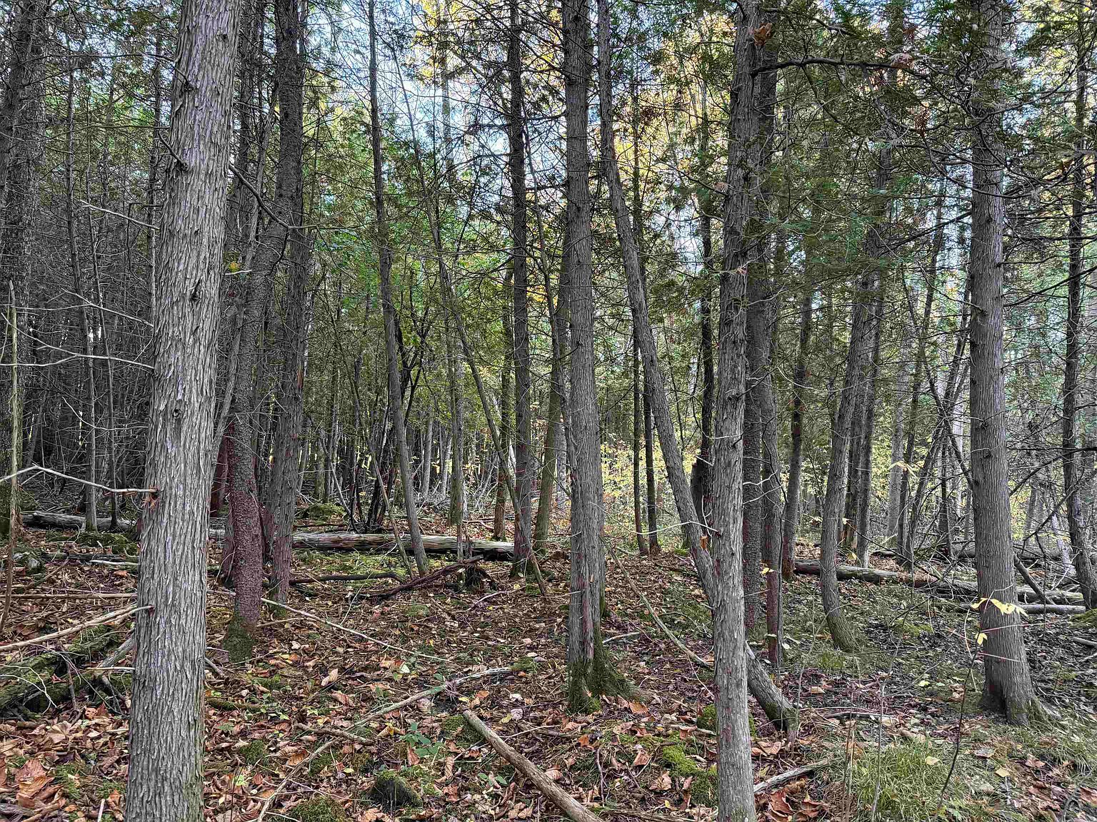 49 County Rte Winthrop, NY 13697  | Land/Lot