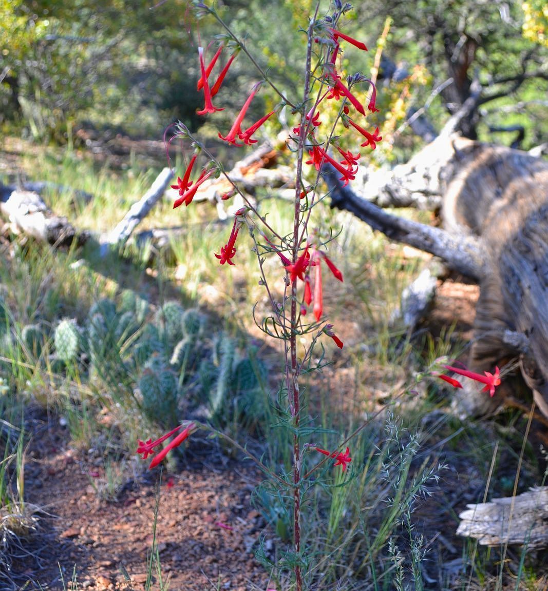 267 Texas Creek Ln Cotopaxi, CO 81223  | Land/Lot