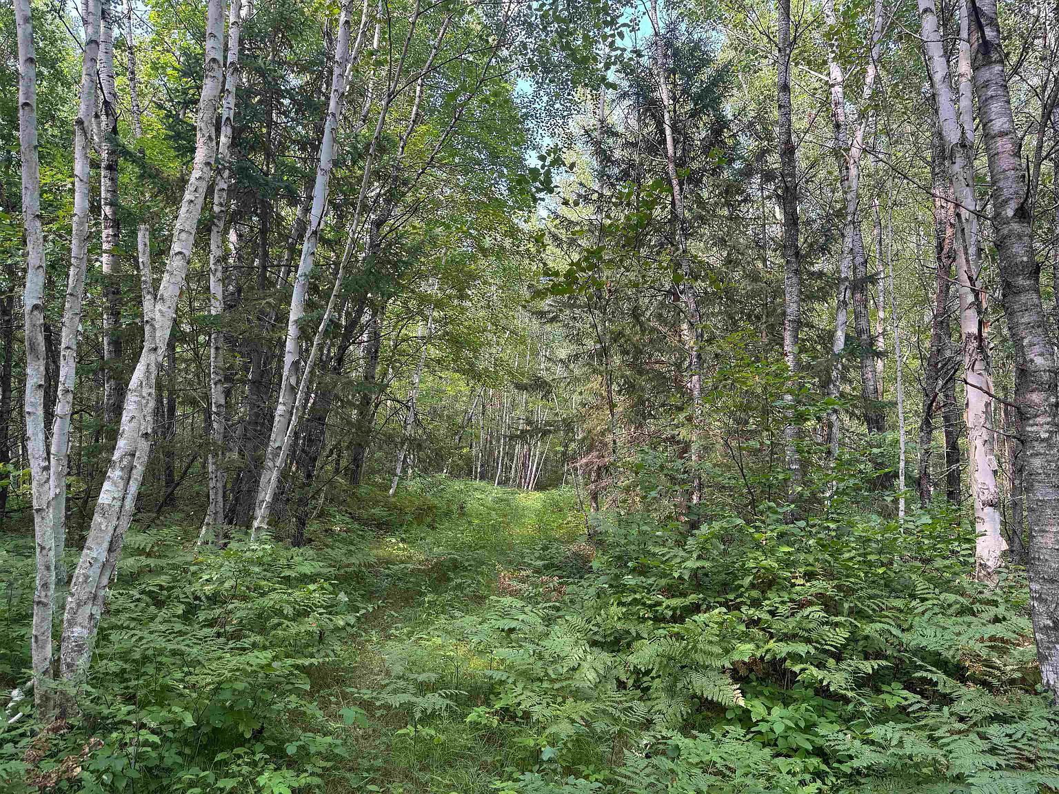 On Hwy #63 Springbrook, WI 54875  | Land/Lot